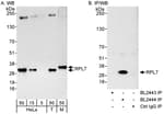 Detection of human and mouse RPL7 by western blot (h&amp;m) and immunoprecipitation (h).