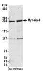 Detection of mouse Myosin-9 by western blot.