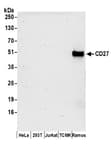 Detection of human CD27 by western blot.