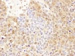 Detection of mouse P23 by immunohistochemistry.