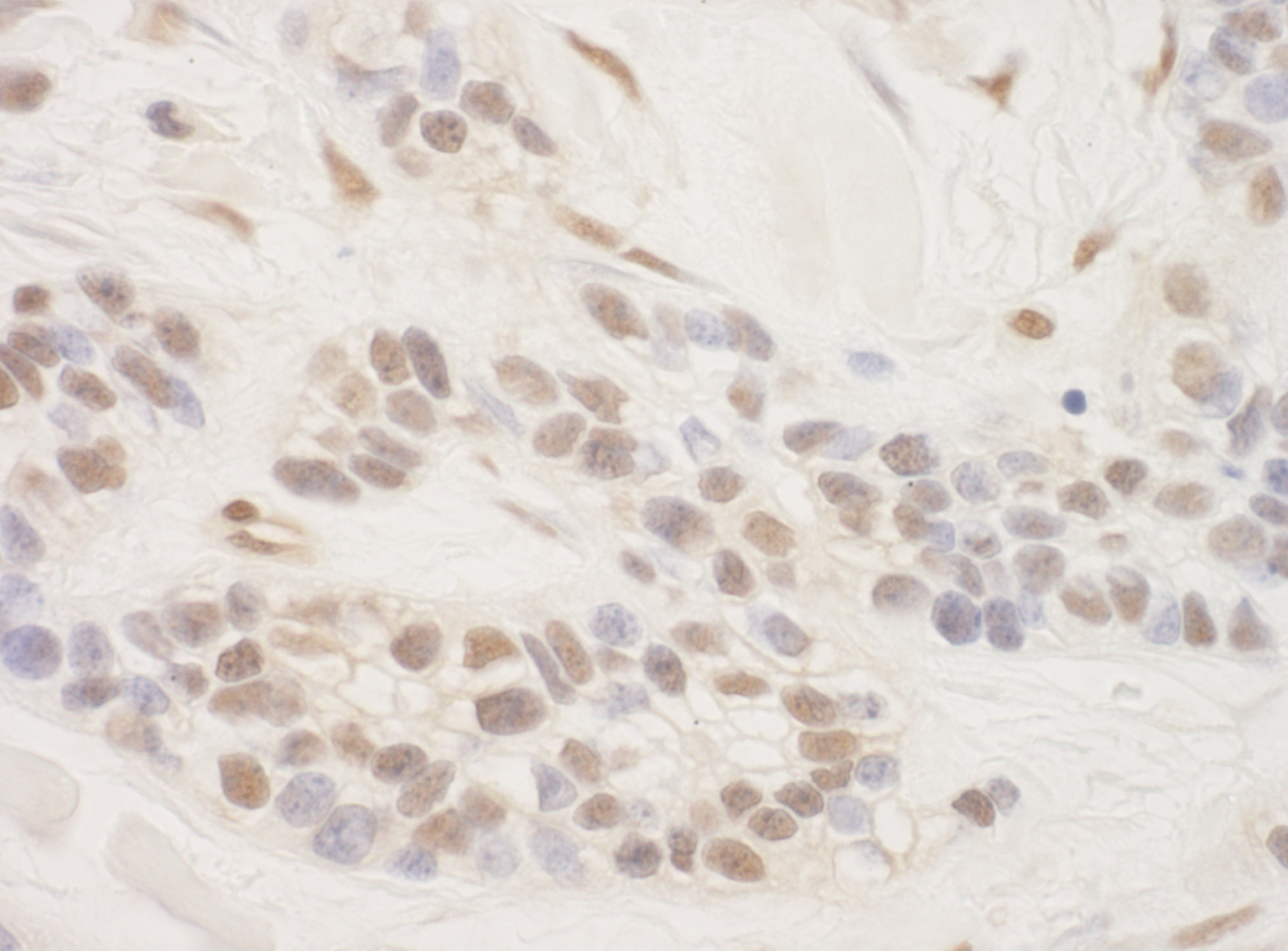 Rabbit anti-TORC3 IHC Antibody