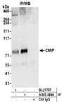 Detection of human CMIP by western blot of immunoprecipitates.