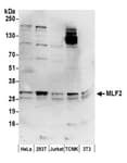 Detection of human and mouse MLF2 by western blot.