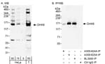 Detection of human DHX8 by western blot and immunoprecipitation.