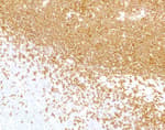 Detection of FITC by immunohistochemistry.
