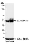 Detection of mouse OX40/CD134 by western blot.