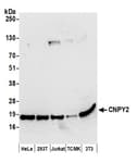 Detection of human and mouse CNPY2 by western blot.