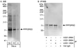 Detection of human PPP2R5D by western blot and immunoprecipitation.