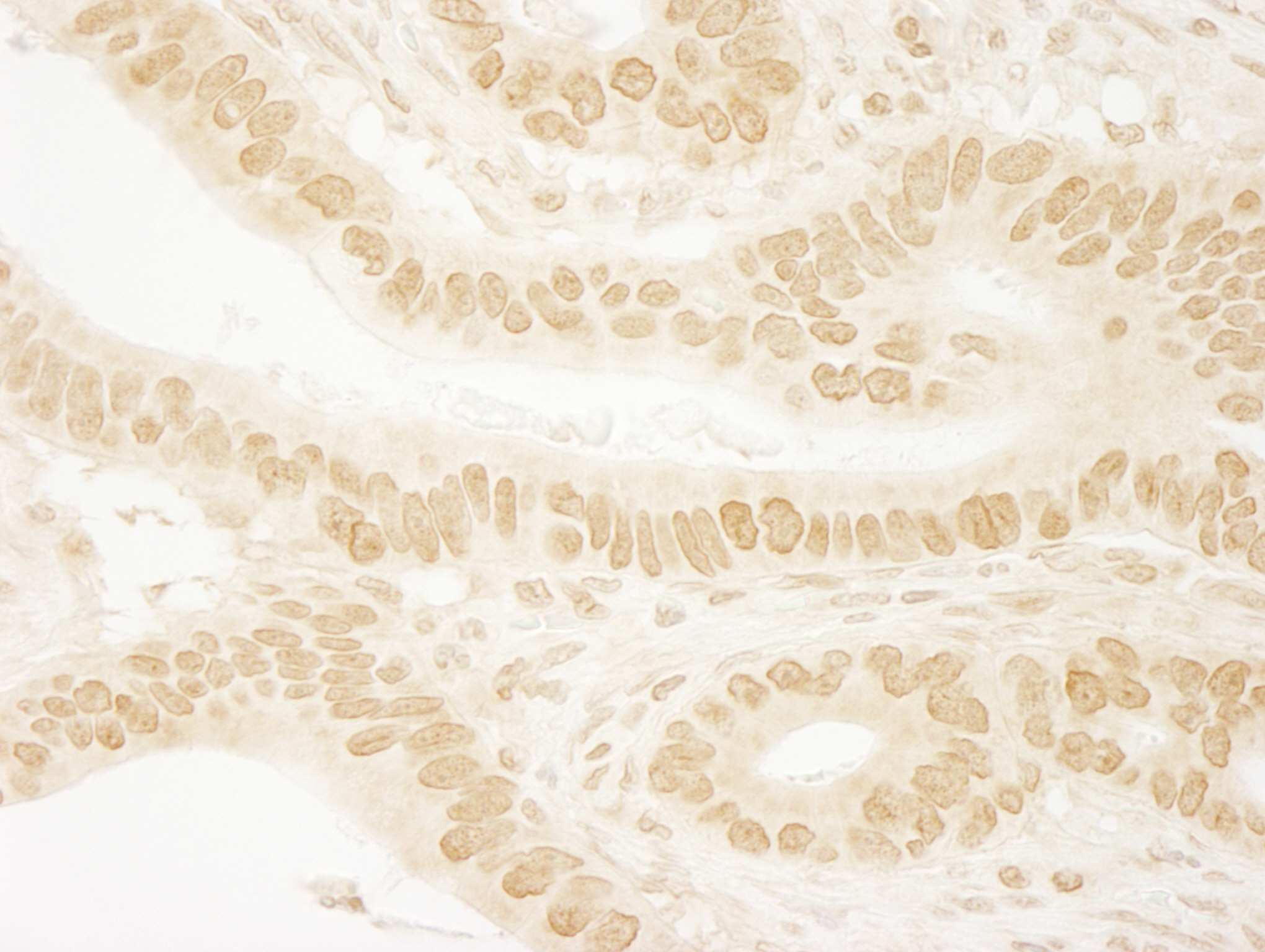 Rabbit anti-Leo1 IHC Antibody