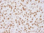 Detection of mouse USP7 by immunohistochemistry.