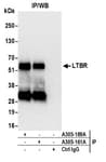 Detection of human LTBR by western blot of immunoprecipitates.
