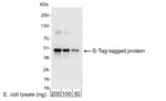 Detection of S-Tag-tagged protein by western blot.
