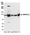 Detection of human and mouse HNRNPUL2 by western blot.