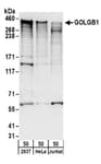 Detection of human GOLGB1 by western blot.