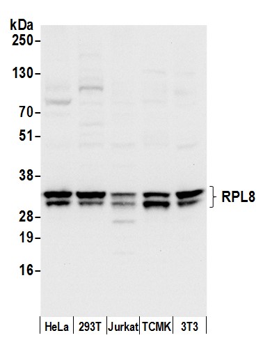 Detection of human and mouse RPL8 by western blot.