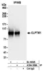 Detection of human CLPTM1 by western blot of immunoprecipitates.