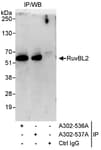 Detection of human RuvBL2 by western blot of immunoprecipitates.