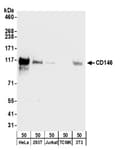 Detection of human and mouse CD146 by western blot.