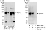 Detection of human REPS1 by western blot and immunoprecipitation.