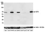 Detection of human CD73 by western blot.