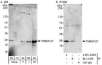 Detection of human and mouse TMEM127 by western blot (h and m) and immunoprecipitation (h).
