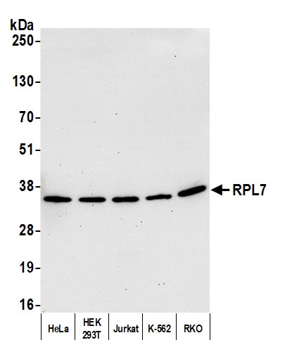 Detection of human RPL7 by western blot.