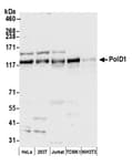Detection of human and mouse PolD1 by western blot.