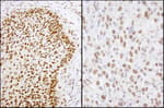 Detection of human and mouse Matrin 3 by immunohistochemistry.