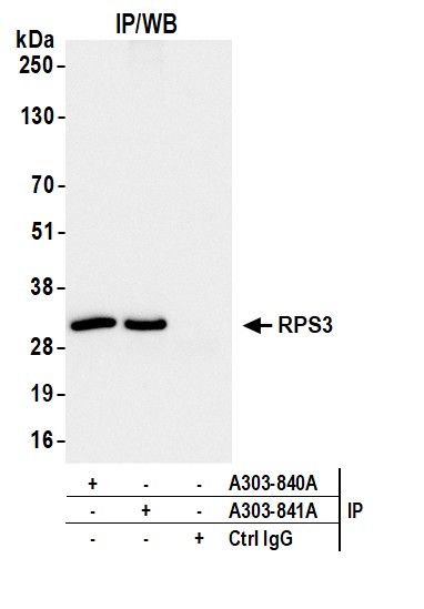 Rabbit anti-RPS3 Antibody Affinity Purified, image 2