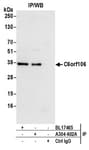 Detection of human C6orf106 by western blot of immunoprecipitates.