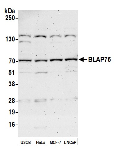 Detection of human BLAP75 by western blot.