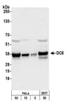 Detection of human DC8 by western blot.