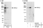 Detection of human ASXL2 by western blot and immunoprecipitation.