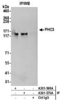 Detection of human PHC3 by western blot of immunoprecipitates.