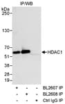 Detection of human HDAC1 by western blot of immunoprecipitates.