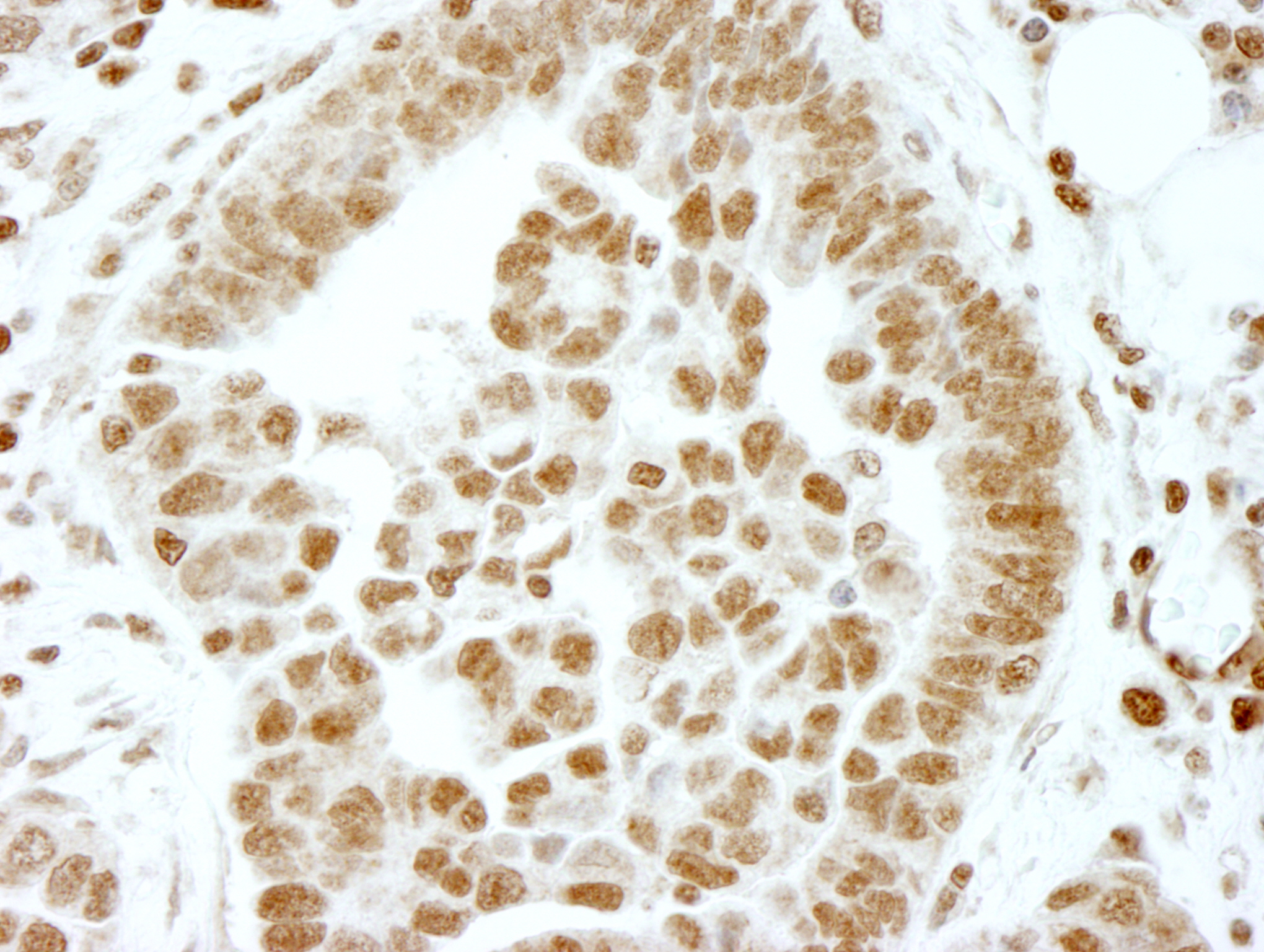 Rabbit anti-ERF IHC Antibody