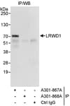 Detection of human LRWD1 by western blot of immunoprecipitates.