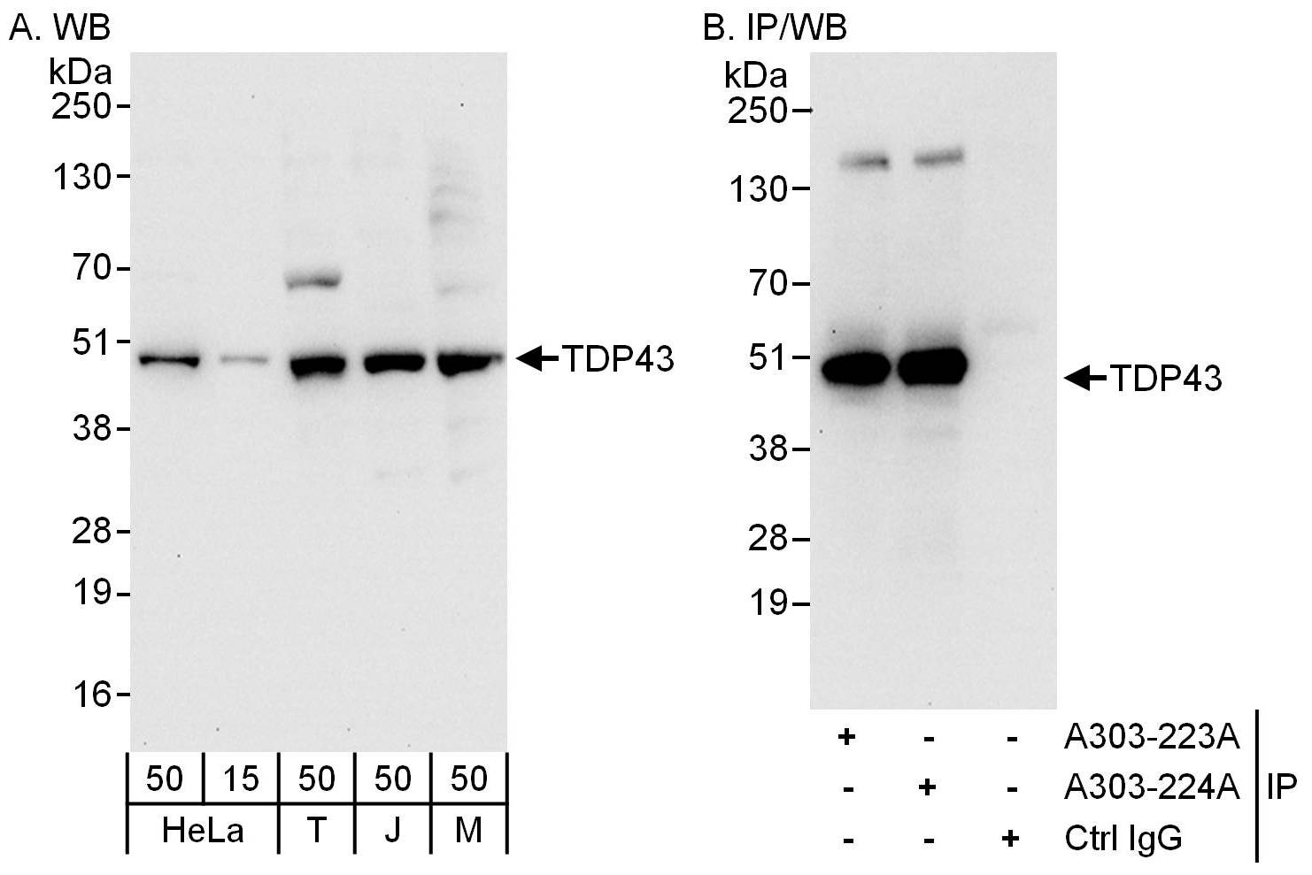 Detection of human and mouse TDP43 by western blot (h and m) and immunoprecipitation (h).