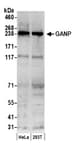 Detection of human GANP by western blot.
