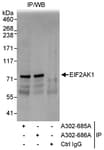 Detection of human EIF2AK1 by western blot of immunoprecipitates.