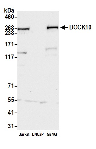 Rabbit anti-DOCK10 Antibody