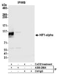 Detection of human HIF1 alpha by western blot of immunoprecipitates.