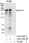 Detection of human PCF11 by western blot of immunoprecipitates.