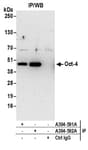Detection of mouse Oct-4 by western blot of immunoprecipitates.