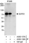 Detection of human SCFD1 by western blot of immunoprecipitates.