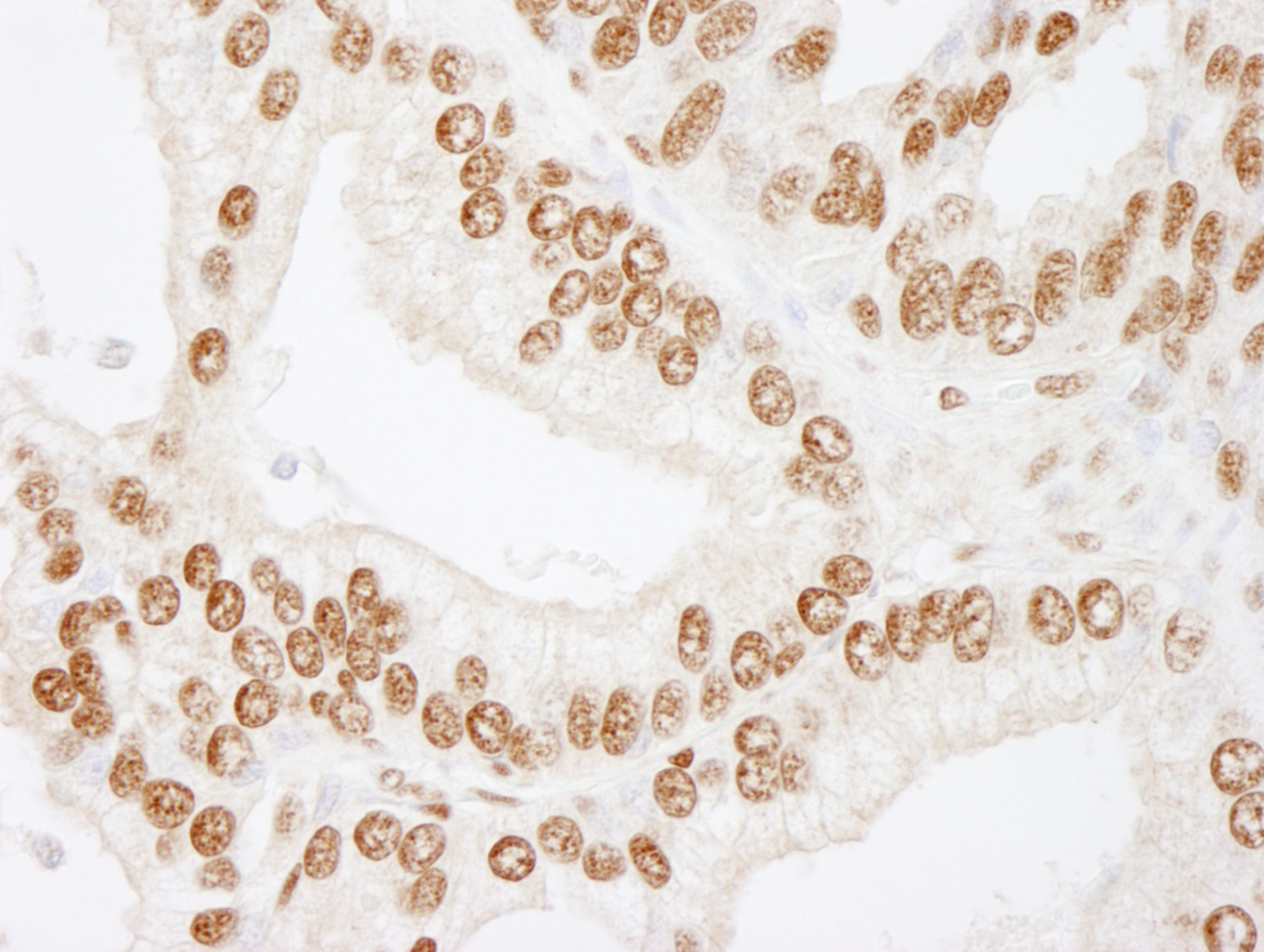 Rabbit anti-CREB IHC Antibody