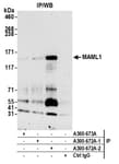 Detection of human MAML1 by western blot of immunoprecipitates.