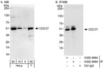 Detection of human CDC37 by western blot and immunoprecipitation.