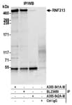 Detection of human RNF213 by western blot of immunoprecipitates.