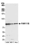 Detection of human FAM111B by western blot.